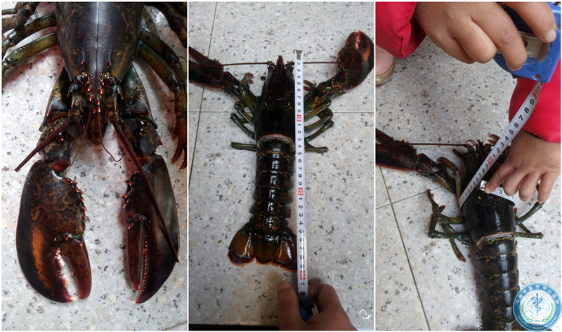 01月23日地点:临邛镇西郊背景:从西河钓到一只大龙虾摄像:吴本华撰文